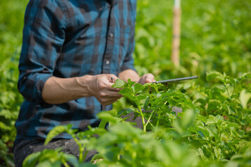 Asian man a farmer's watching the potato plant photos of potato leaves on the Harvest season