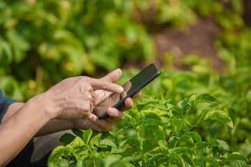 Business man a farmer's watching the potato plant photos of potato leaves on the Harvest season