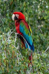Red parrot in green vegetation. Scarlet Macaw, Ara macao, in dark green tropical forest, Costa Rica, Wildlife scene from nature. Red bird in the forest.
