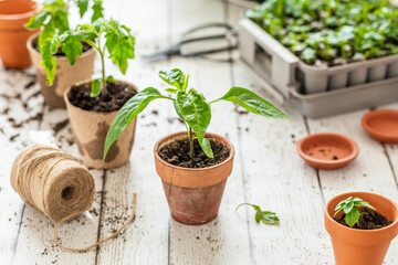 Seedlings potted plants home gardening