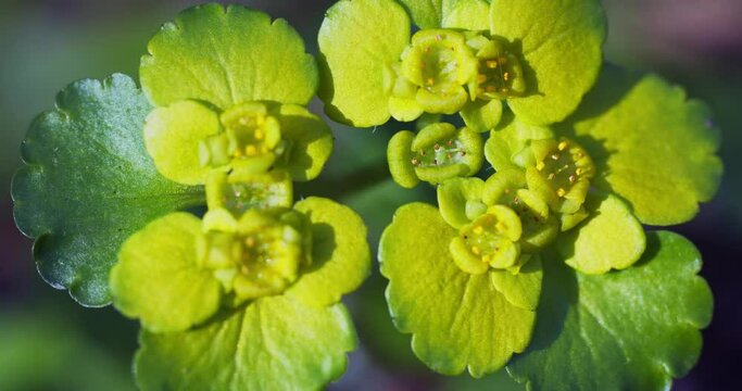 Close-up of Chrysosplenium alternifolium, alternate-leaved golden-saxifrage