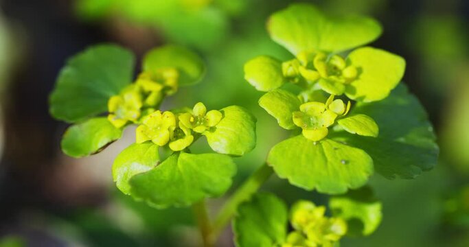 Close-up of Chrysosplenium alternifolium, alternate-leaved golden-saxifrage
