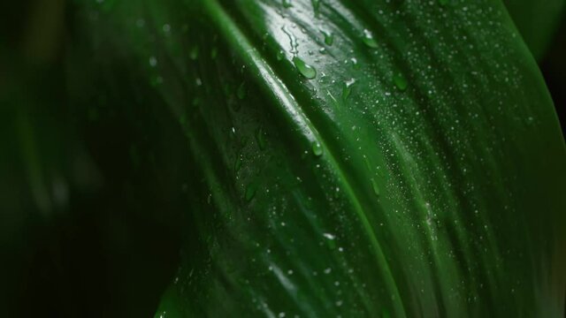 Water falling on green leaf. Leaves with water drops. Slow motion.