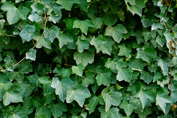Green ivy leaves on the wall. Textured background of leaves. Green plant wall texture for backdrop design and eco wall and die-cut for artwork. A lot of leaves.