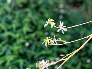 オリヅルランの花
