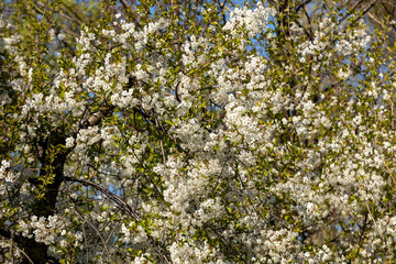 Beautifully flowering cherry trees in the orchard
