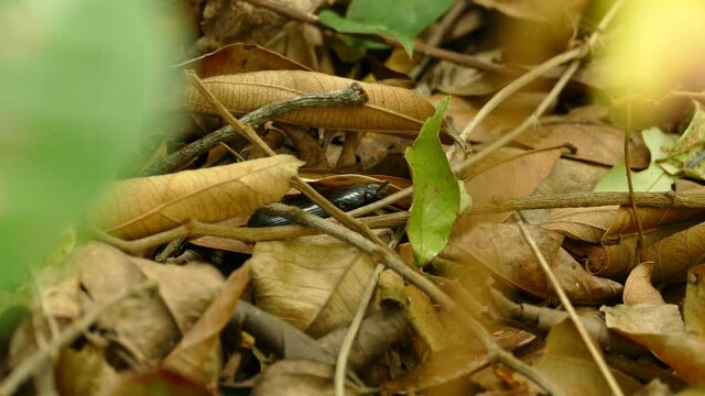 Black beetle walks among dry leaves