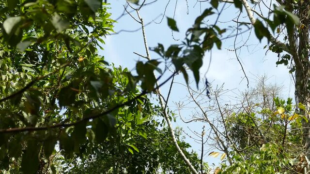 White-headed capuchin monkey jumping in tree, Gamboa Rainforest Reserve, Panama, wide shot