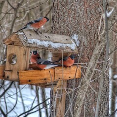 Red bullfinches flew to the trough in the forest for food.