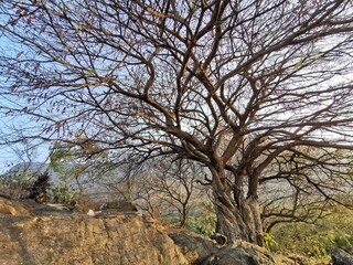 Prosopis cineraria, also known as ‘Ghaf, is a species of flowering tree in the pea family,...