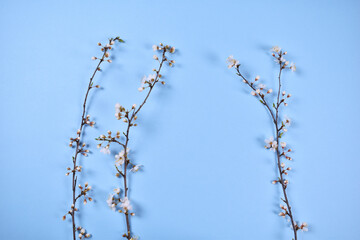 Wonderful spring cherry blossom on blue background