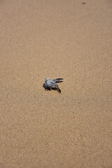 tartaruga neonata sulla sabbia