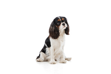 Cute puppy of king charles spaniel dog posing isolated over white background.