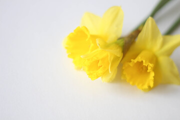 Fototapeta na wymiar Yellow daffodils on a white background. Spring in the Air. March. April. Gift design cards idea