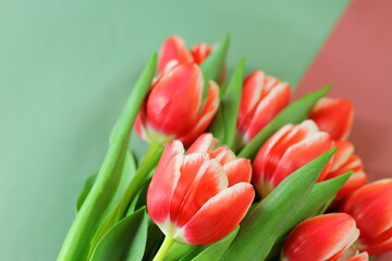 Red white tulips on purple green paper background, pink bouquet, birthday wedding date mother day 8 march gift, greeting holiday card 