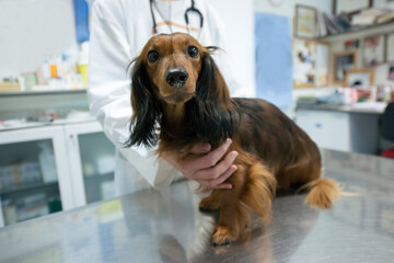 The physical exam of a dog. What to expect at the veterinarian's office?