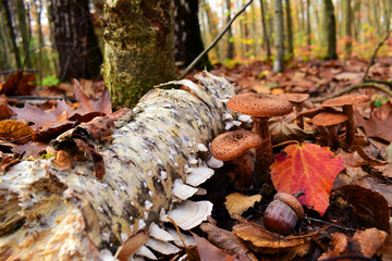 Armillaria. mushrooms and acorn under the tree in the autumn forest in the leaves. dry leaves and a group of mushrooms, in a forest or park. beautiful autumn background. close-up