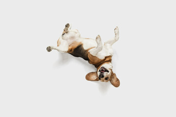 Funny happy Beagle dog having fun isolated over white background.