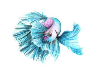 Fototapeta premium Hand drawn watercolor colorful illustration of blue and violet betta fish isolated on white background.