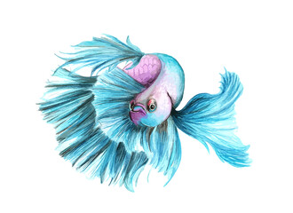 Hand drawn watercolor colorful illustration of blue and violet betta fish isolated on white background.