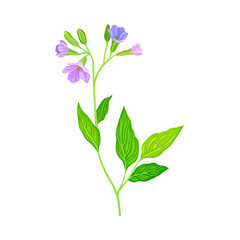 Obraz premium Violet Florets of Lungwort or Pulmonaria Flowering Plant Vector Illustration