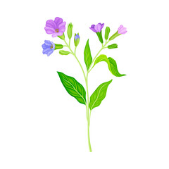 Fototapeta na wymiar Blooming Violet Flowers of Lungwort Plant Growing on Green Stem with Pointed Leaves Vector Illustration