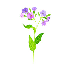 Blooming Violet Flowers of Lungwort Plant Growing on Green Stem with Pointed Leaves Vector Illustration