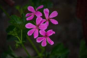 flower in the garden