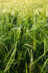 Field of green rye close up