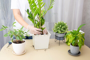 Transplanting plants. Transplanting houseplants, zamiokulkas in a pot. Step 3