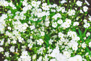 White summer flowers in the garden. Floral background.