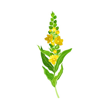Mullein Plant with Yellow Blooming Florets and Dense Rosette of Leaves Vector Illustration