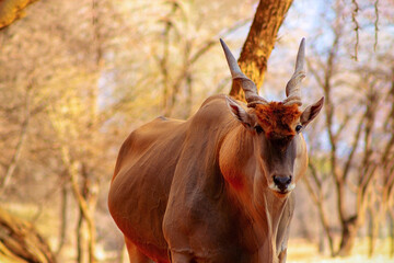 Beautiful Images  of African largest Antelope. Wild african Eland antelope  close up, Namibia, Africa © Yuliia Lakeienko
