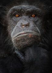 Close up of Chimpanzee Face