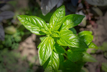 Fresh basil grows on the garden bed in May. Green basil.