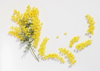 カラフルなミモザの花、白背景、背景素材