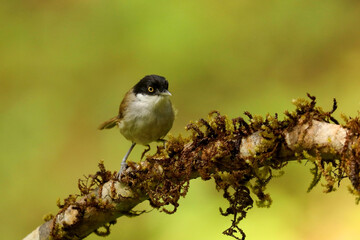 Dark Fronted Babbler, Rhopocichla articeps, Ganeshgudi, Karnataka, India