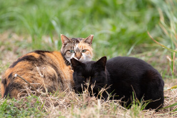 三毛猫と黒猫