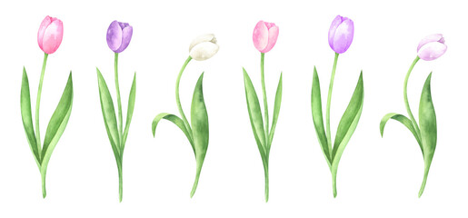 Watercolor Tulips Set