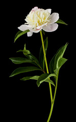 White peony flower isolated on black background close-up.