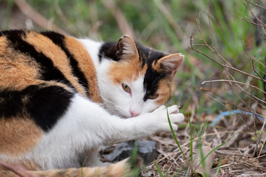 三毛猫 の画像 30 703 件の Stock 写真 ベクターおよびビデオ Adobe Stock