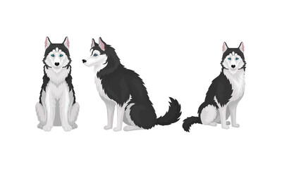 Siberian Husky as Medium-sized Working Dog Breed in Different Poses Vector Set © Happypictures