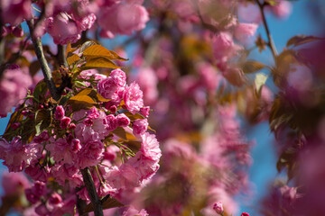 Beautiful spring sakura branches with flowers on a sunny day macro photography