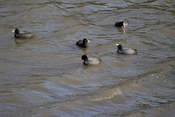 冬の川で泳ぐオオバンの群れ