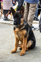 Dog on a walk