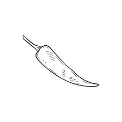Cute hand drawn pepper. The ingredient for various meals in cooking. Vector 