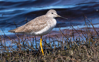 Greater Yellowlegs on the shoreline