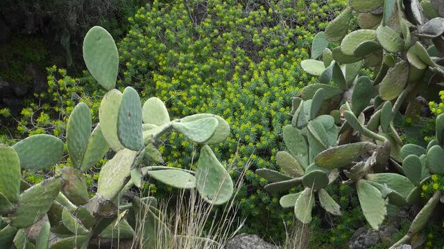 mediterranean lush vegetation in spring of Sicily paddle of cactus prickly pear and tree spurge along the course of Simeto river 