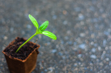 Closeup bright green seedling thriving in a germinating fibre pot set against a blurred background.
