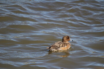 冬の川で泳ぐヒドリガモのメス
